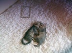 Котенца се прегръщат на килима