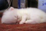 Котенце, което спи
