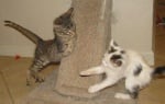 Котенце с отрязани предни лапички си играе с друго котенце