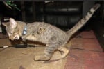 Котенце с отрязани предни лапички ходи на два крака