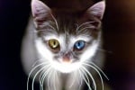 Котенце с различни очи
