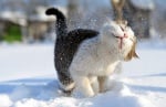 Котенце в снега