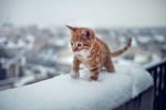 Котенце в сняг