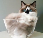 Котенце в стъклена купа