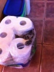 Котенце в тоалетна хартия