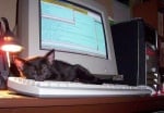 Котенце върху клавиатурата ни