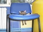 Котенце, заседнало между седалката и облегалката на стол