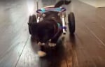 Котенцето с инвалидна количка