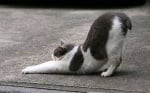 Котка без опашка се протяга