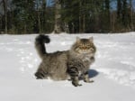 Котка бяга в снега