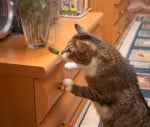 Котка играе с опасни растения