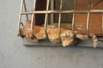 Котка лежи на решетката на прозорец