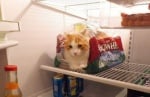 Котка лежи в хладилника