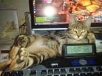 Котка лежи върху клавиатура на компютър