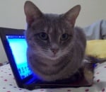 Котка лежи върху ноутбук