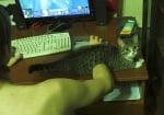 Котка лежи върху ръката на човек