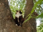 Котка на дърво