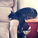 Котка на диван