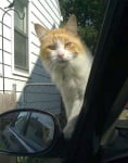 Котка на капака на колата