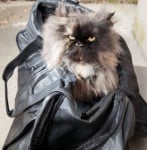 Котка оцелява след 5 000 километрово пътешествие, затворена в куфар