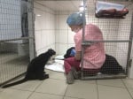 Котка, която не може да ходи, помага на болни животни