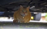 Котка предотвратява смъртта на стопанина си, като ляга под колата му