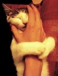 Котка прегръща ръката на стопанина си