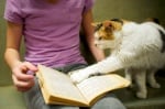 Котка прелиства книга