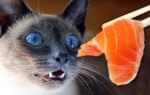 Котка яде риба