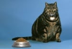 Котка с наднормено тегло