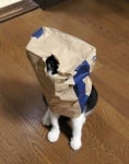 Котка с торба на главата