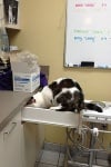 Котка се крие в чекмедже във ветеринарната клиника