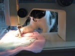 Котка шие дрехи