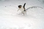 Котка скача в снега