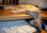 Котка спи над клавиатура