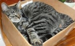 Защо котките обичат да спят в малки кутии и на тесни места?