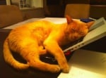Котка спяща върху лаптоп