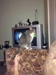 Котка стои пред телевизора
