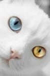 Котка със синьо и жълто око