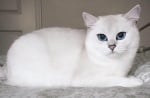 Котка със зашеметяващо красиви очи предизвика сензация в интернет