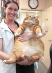 Котка със затлъстяване