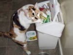 Котка в боклука
