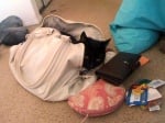 Котка в дамска чанта