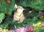 Котка в елха