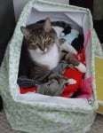 Котка в коша за пране