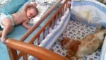 Котка в кошарата на бебе