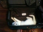  Котка в куфар