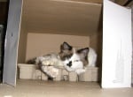 Котка в кутия от яйца
