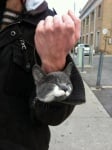 Котка в ръкав