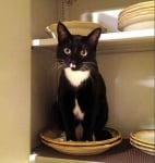 Котка в шкафа за чинии